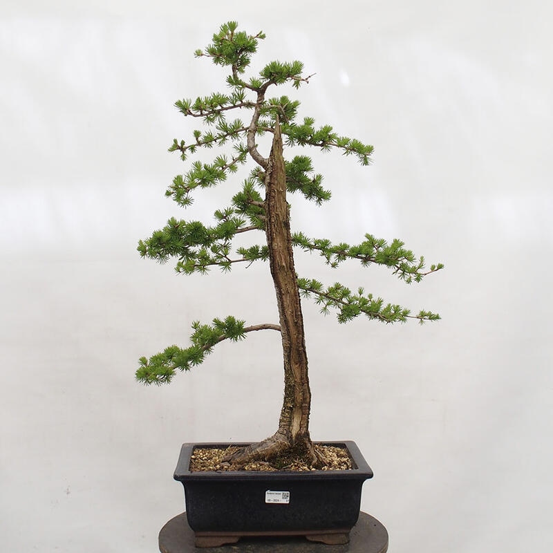Bonsai voor buiten -Larix decidua - Lariks