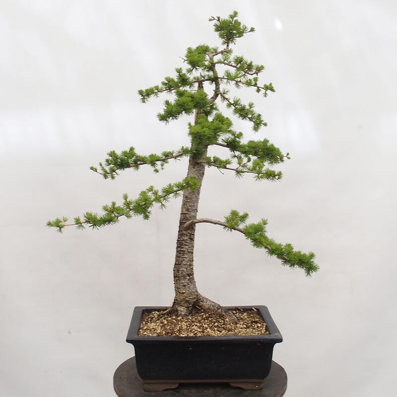 Bonsai voor buiten -Larix decidua - Lariks