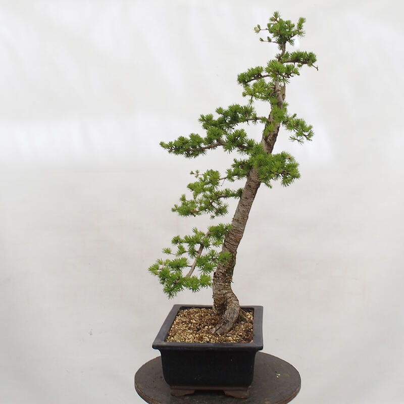 Bonsai voor buiten -Larix decidua - Lariks