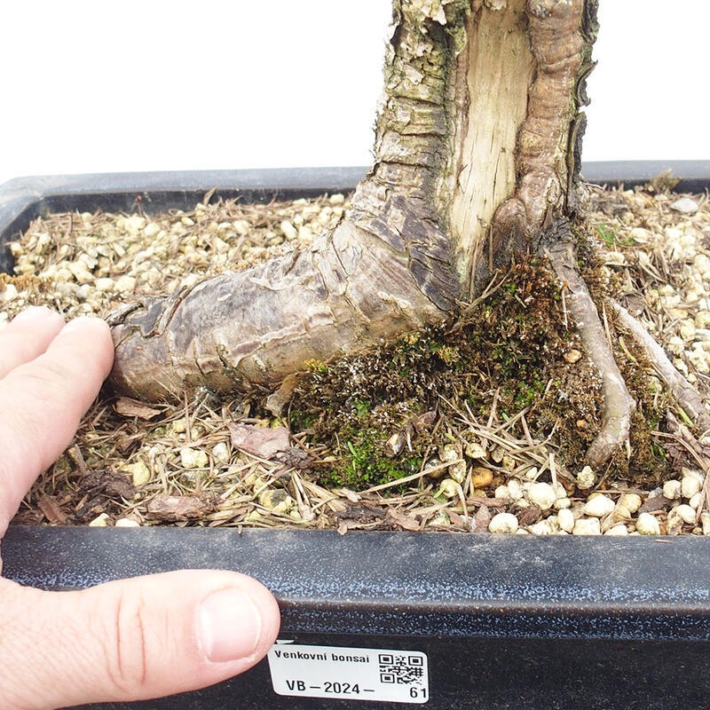 Bonsai voor buiten -Larix decidua - Lariks