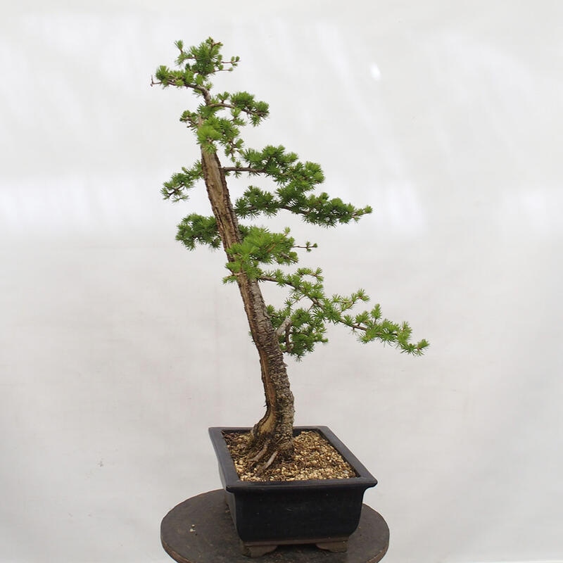 Bonsai voor buiten -Larix decidua - Lariks