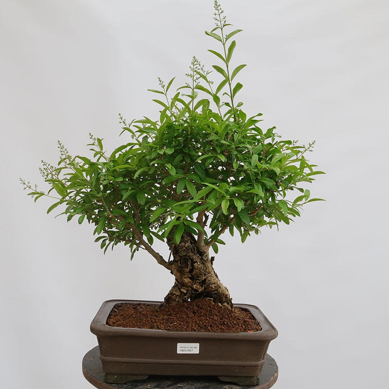 Bonsai voor buiten - Ligustrum vulgare - Vogelsnavel
