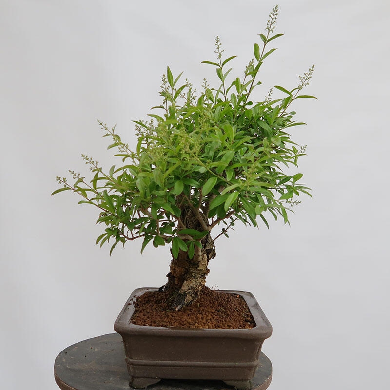 Bonsai voor buiten - Ligustrum vulgare - Vogelsnavel