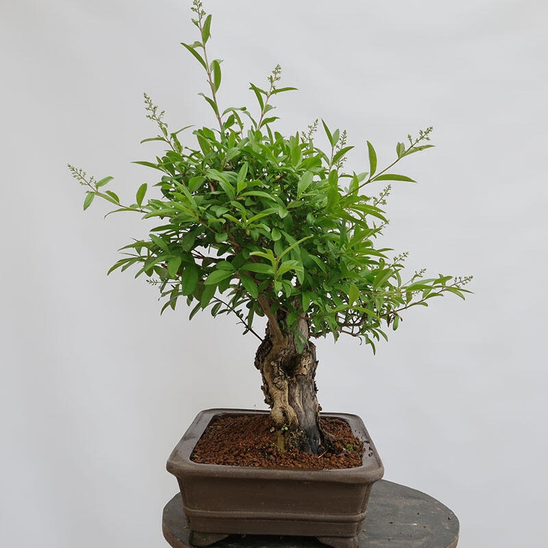 Bonsai voor buiten - Ligustrum vulgare - Vogelsnavel