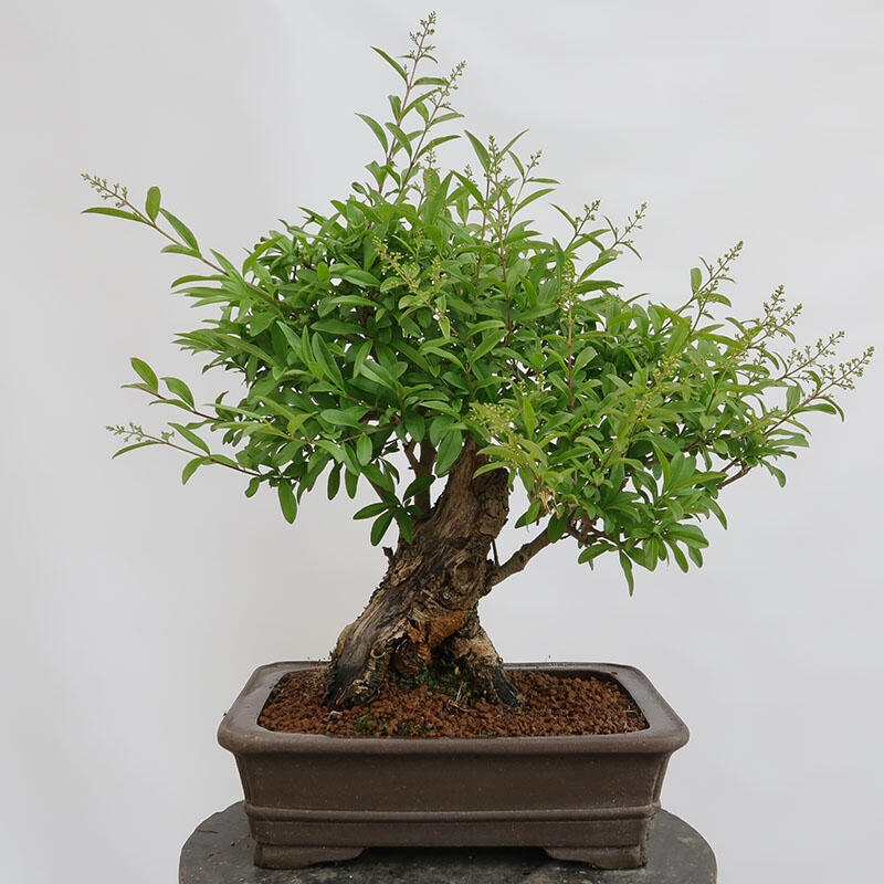 Bonsai voor buiten - Ligustrum vulgare - Vogelsnavel