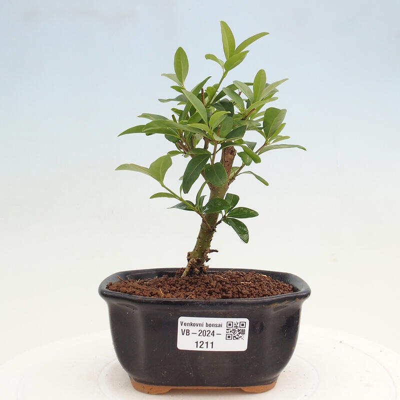 Bonsai voor buiten - Ligustrum vulgare - Vogelsnavel