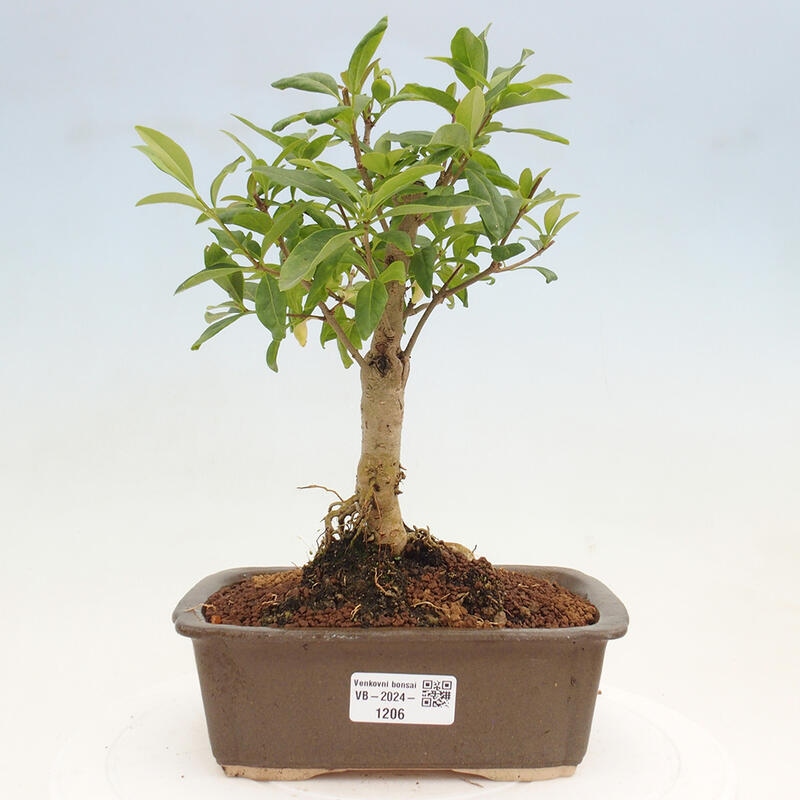 Bonsai voor buiten - Ligustrum vulgare - Vogelsnavel