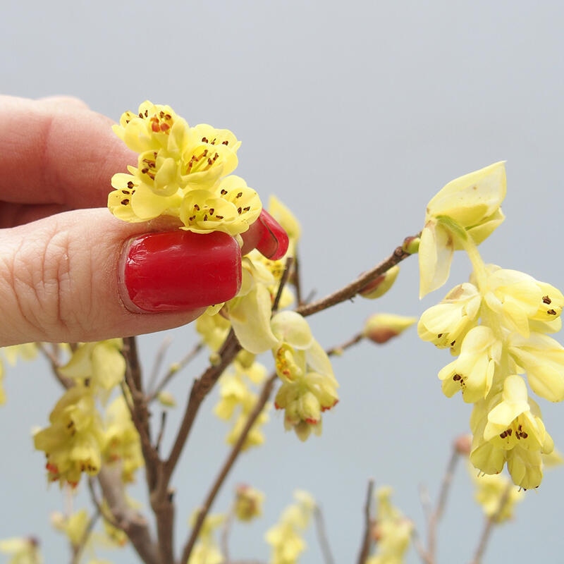 Bonsai voor buiten - Hazelaar - Corylopsis Spicata
