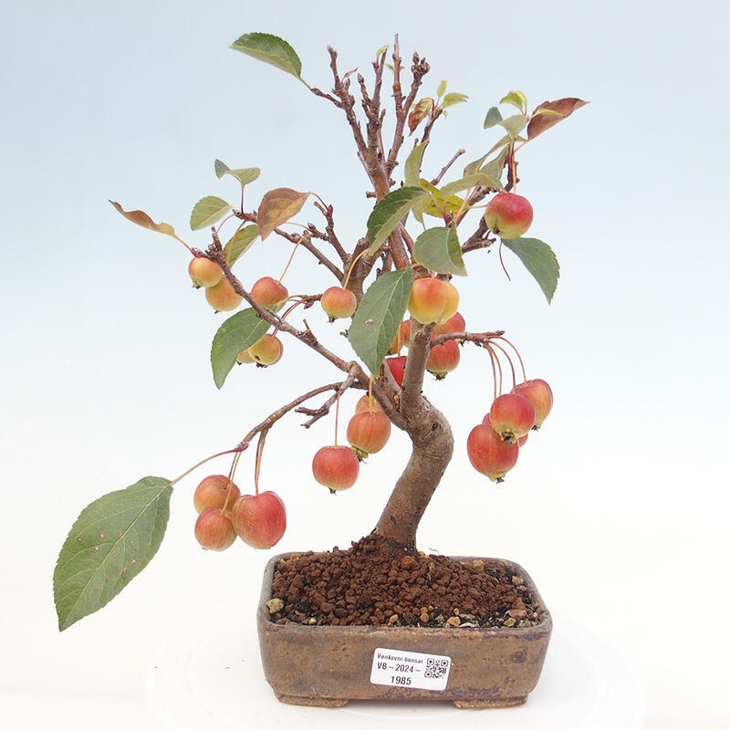 Bonsai voor buiten -Malus halliana - Appelboom met kleine vruchten