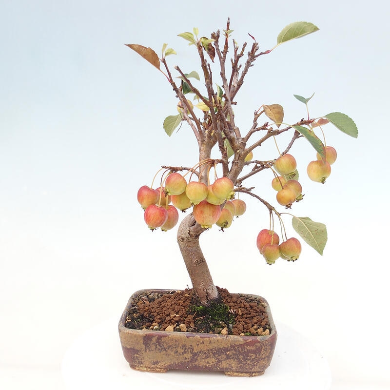Bonsai voor buiten -Malus halliana - Appelboom met kleine vruchten