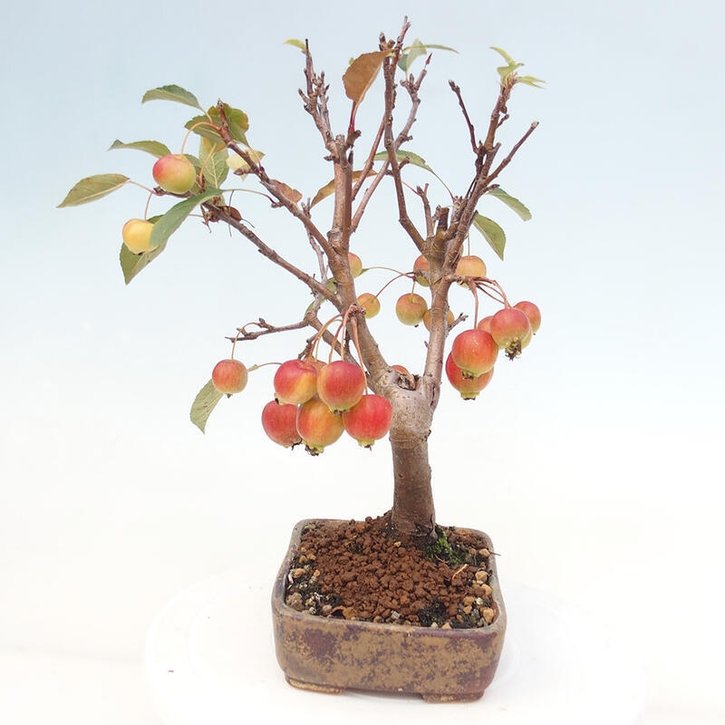 Bonsai voor buiten -Malus halliana - Appelboom met kleine vruchten