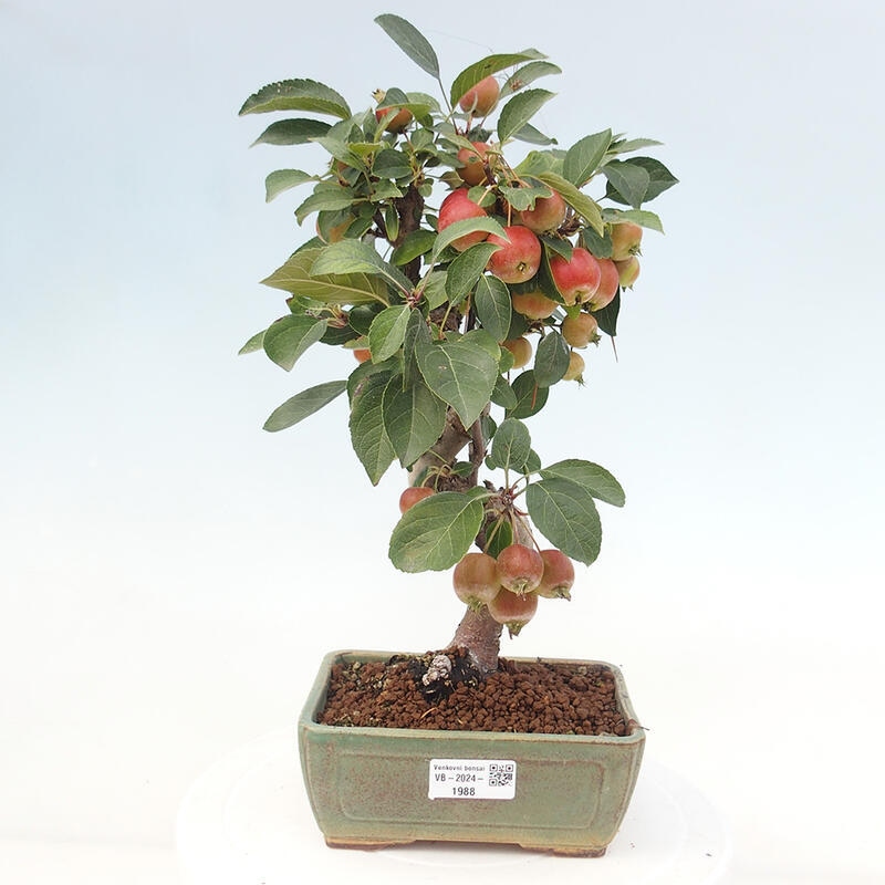 Bonsai voor buiten -Malus halliana - Appelboom met kleine vruchten