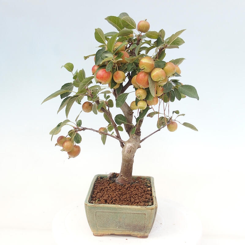 Bonsai voor buiten -Malus halliana - Appelboom met kleine vruchten