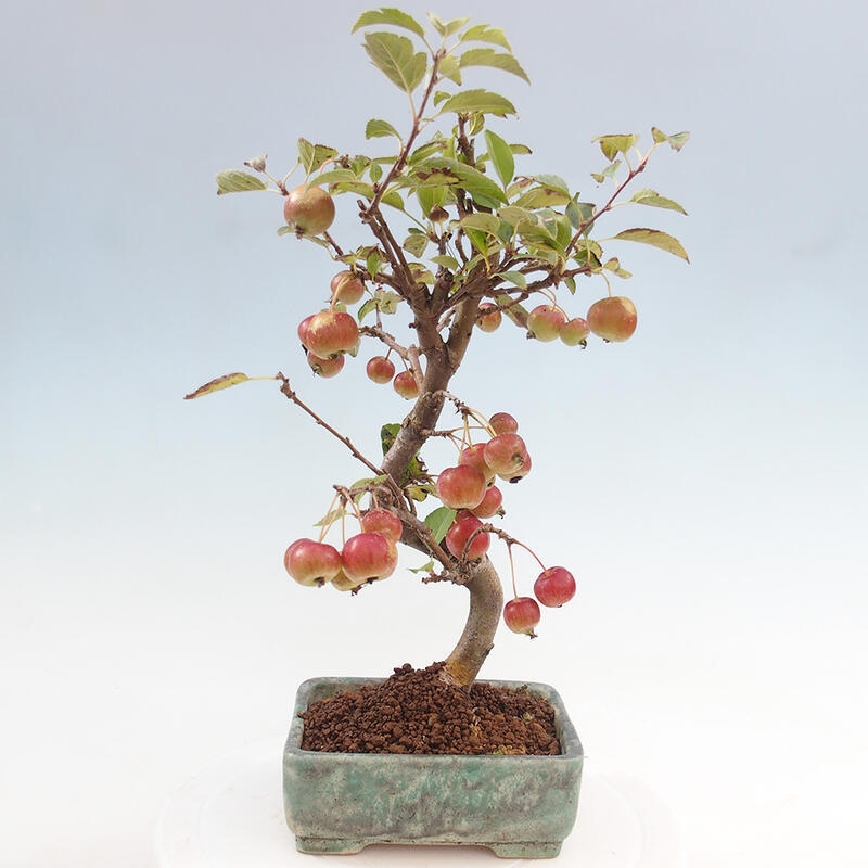 Bonsai voor buiten -Malus halliana - Appelboom met kleine vruchten