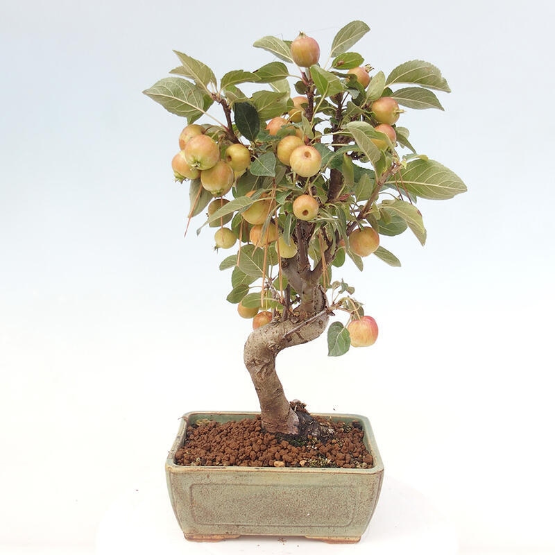 Bonsai voor buiten -Malus halliana - Appelboom met kleine vruchten
