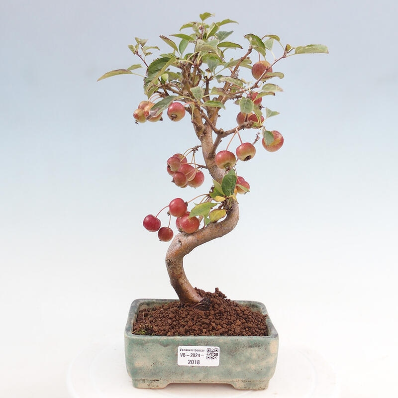 Bonsai voor buiten -Malus halliana - Appelboom met kleine vruchten