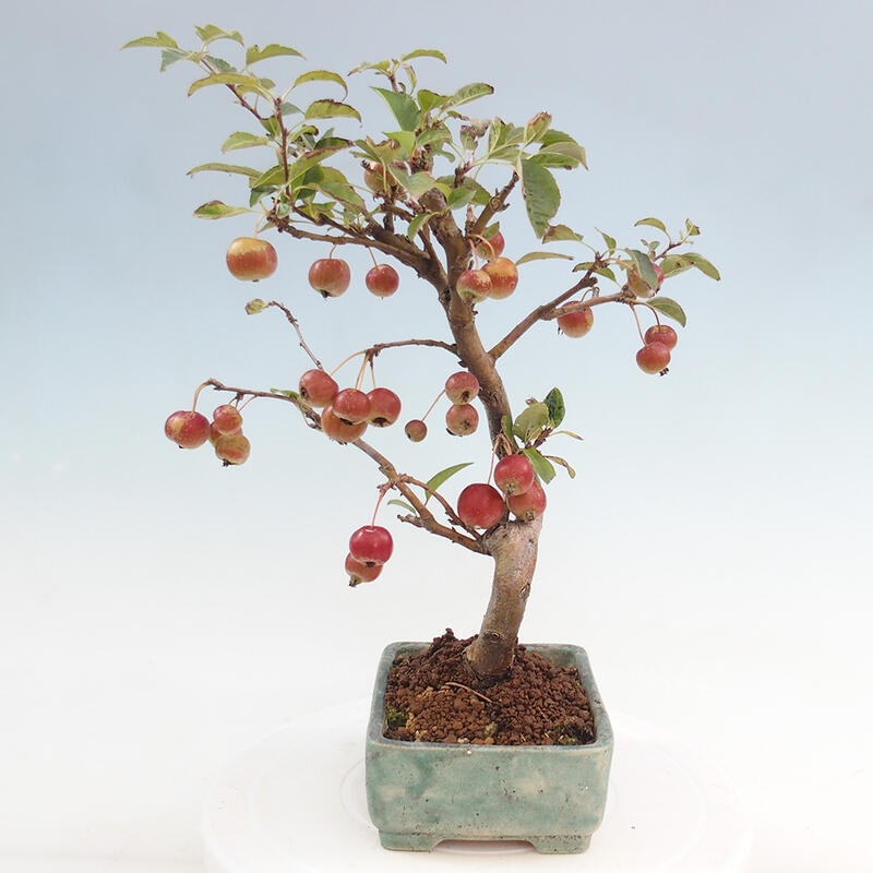 Bonsai voor buiten -Malus halliana - Appelboom met kleine vruchten