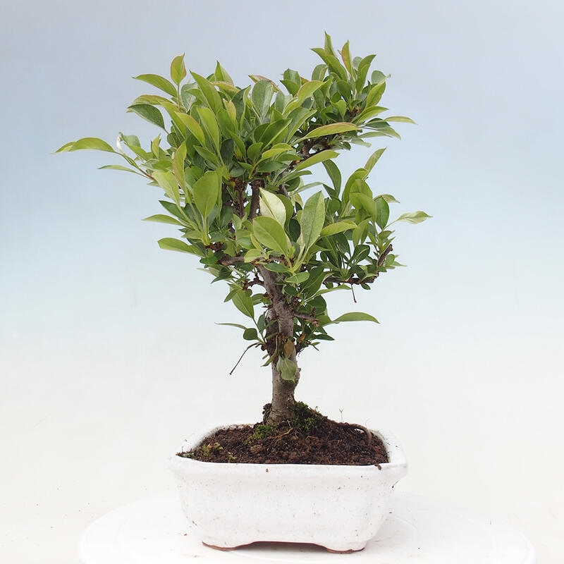 Bonsai voor buiten - Malus sargentii - Appelboom met kleine vruchten