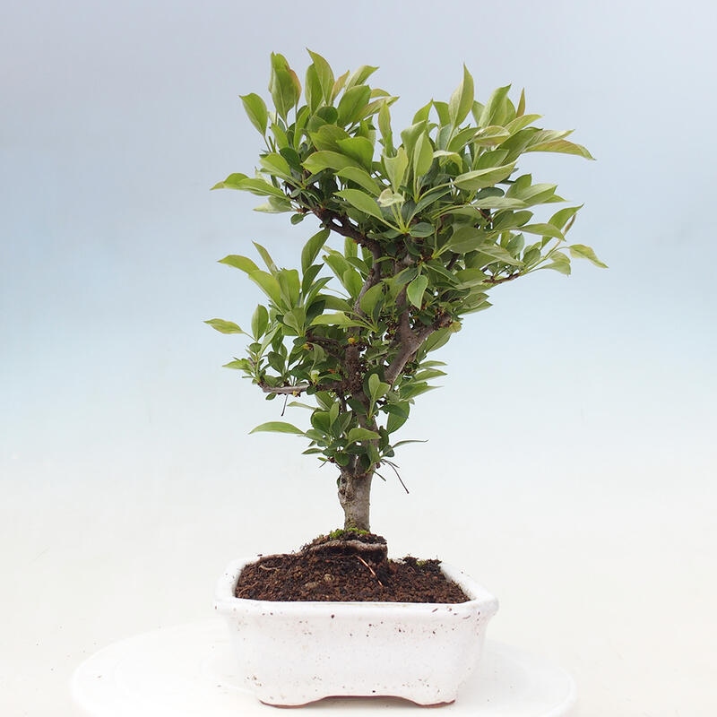 Bonsai voor buiten - Malus sargentii - Appelboom met kleine vruchten