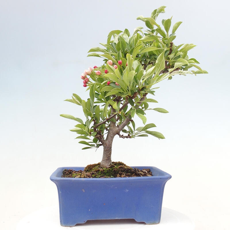 Bonsai voor buiten - Malus sargentii - Appelboom met kleine vruchten