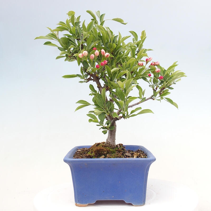Bonsai voor buiten - Malus sargentii - Appelboom met kleine vruchten