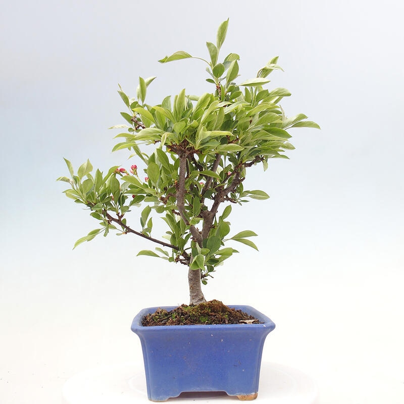Bonsai voor buiten - Malus sargentii - Appelboom met kleine vruchten