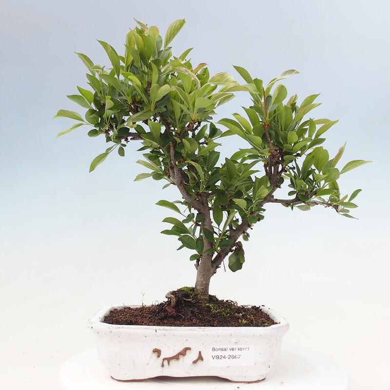 Bonsai voor buiten - Malus sargentii - Appelboom met kleine vruchten