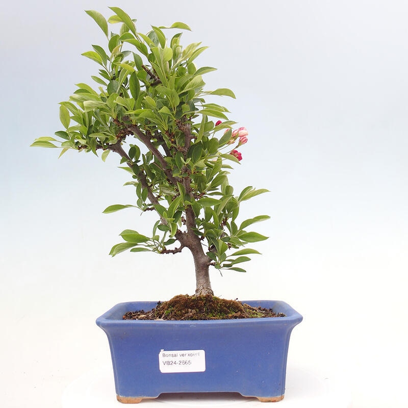 Bonsai voor buiten - Malus sargentii - Appelboom met kleine vruchten
