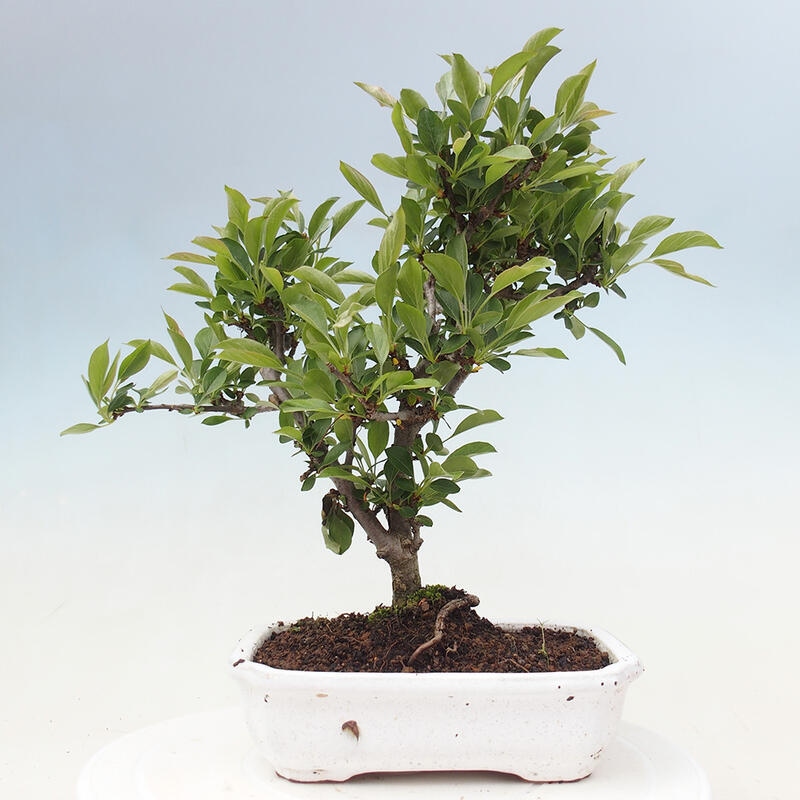Bonsai voor buiten - Malus sargentii - Appelboom met kleine vruchten
