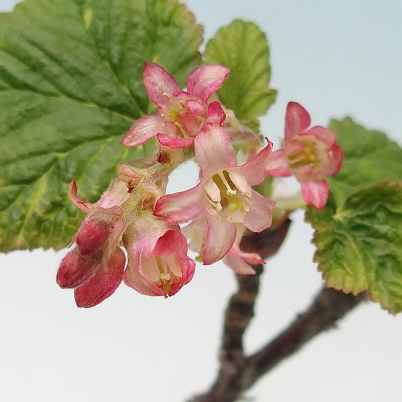 Bonsai voor buiten - Ribes sanguneum