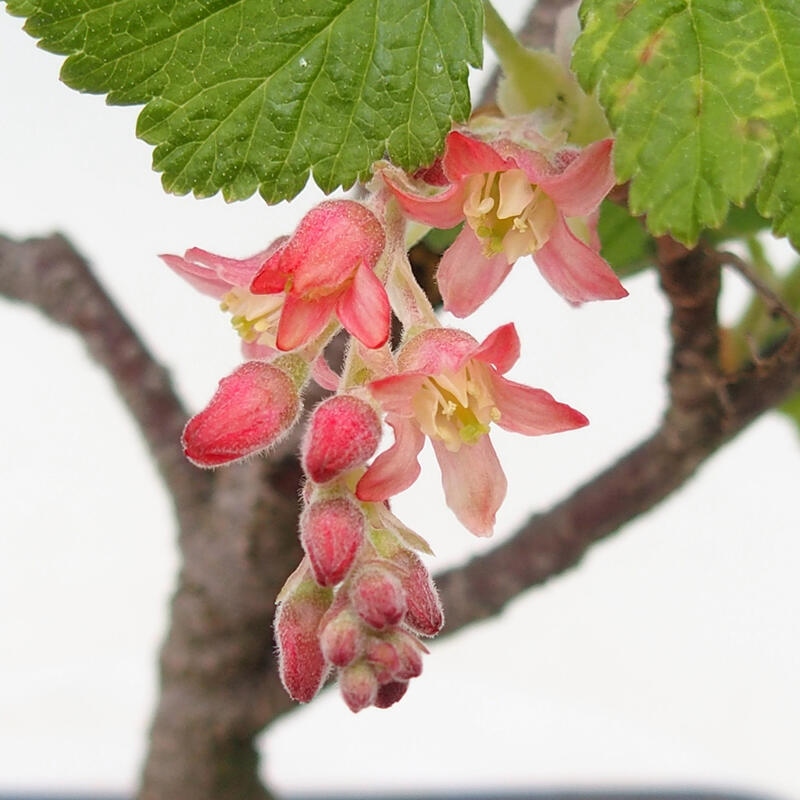 Bonsai voor buiten - Ribes sanguneum
