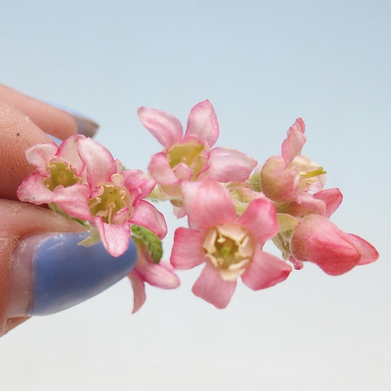 Bonsai voor buiten - Ribes sanguneum