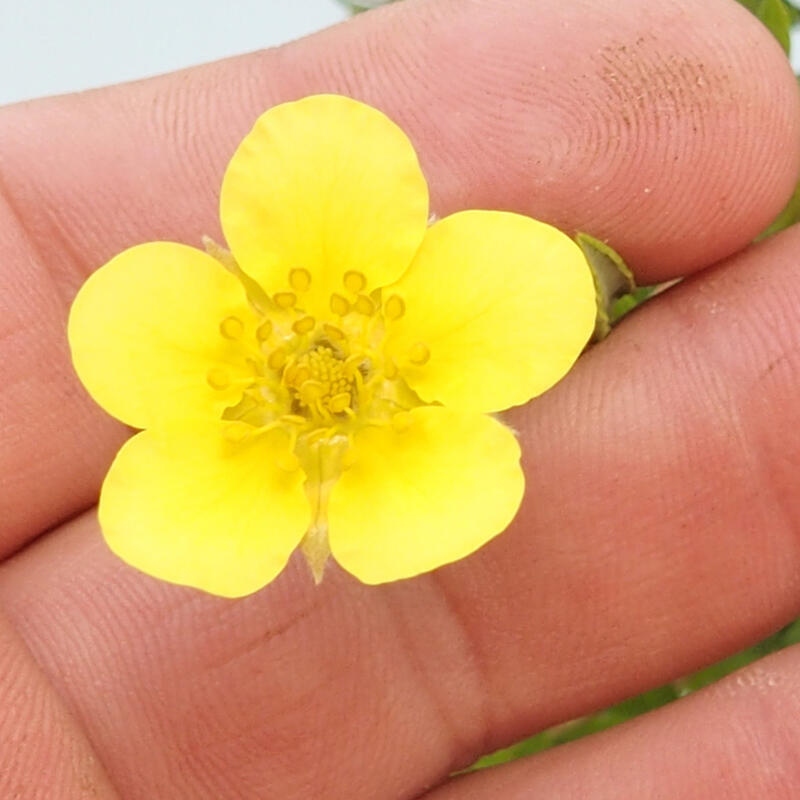 Bonsai voor buiten - Potentila fruticosa gele vogel