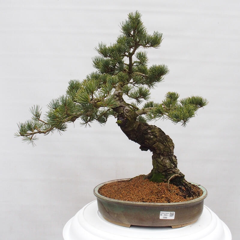 Bonsai voor buiten - Pinus parviflora - Pinus parviflora