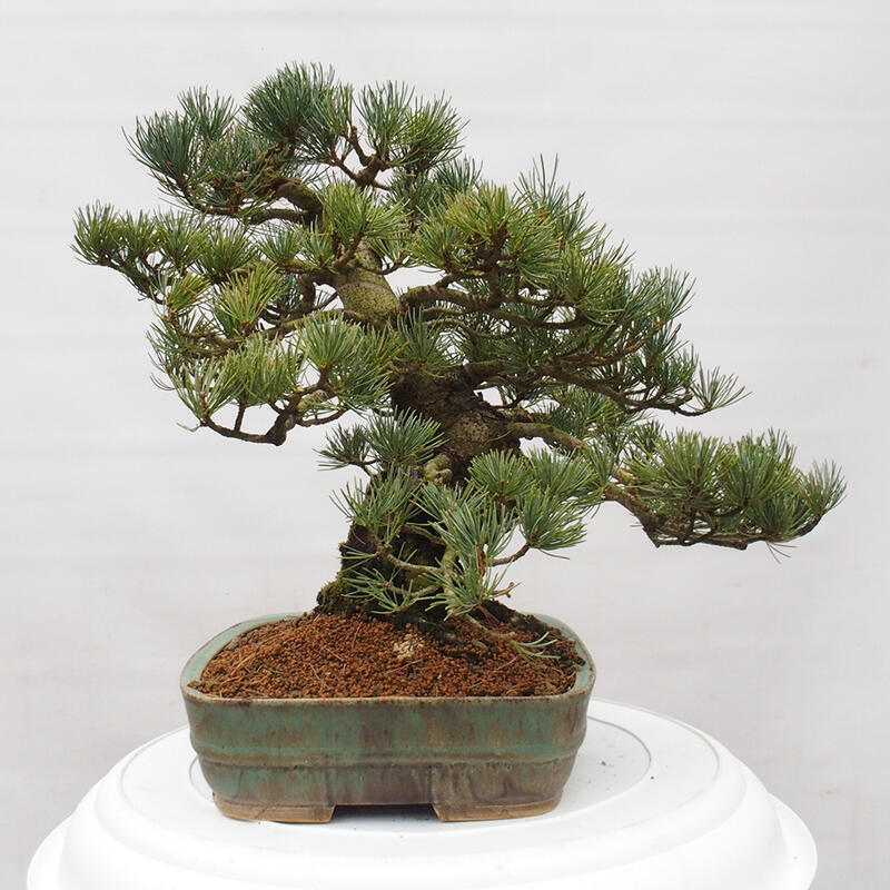 Bonsai voor buiten - Pinus parviflora - Pinus parviflora
