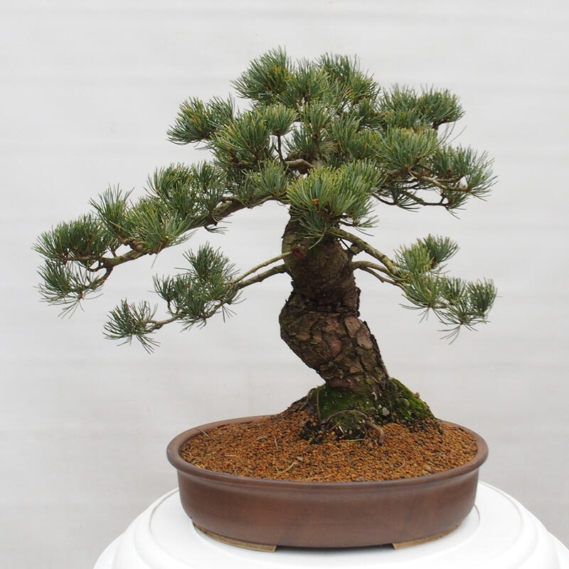 Bonsai voor buiten - Pinus parviflora - Pinus parviflora