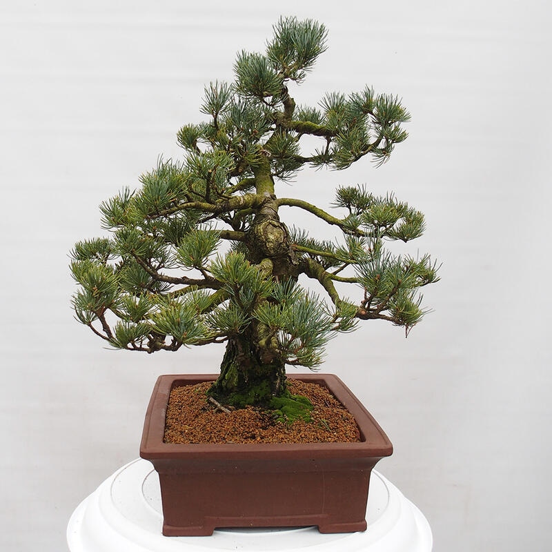 Bonsai voor buiten - Pinus parviflora - Pinus parviflora