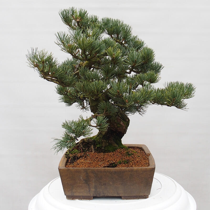 Bonsai voor buiten - Pinus parviflora - Pinus parviflora