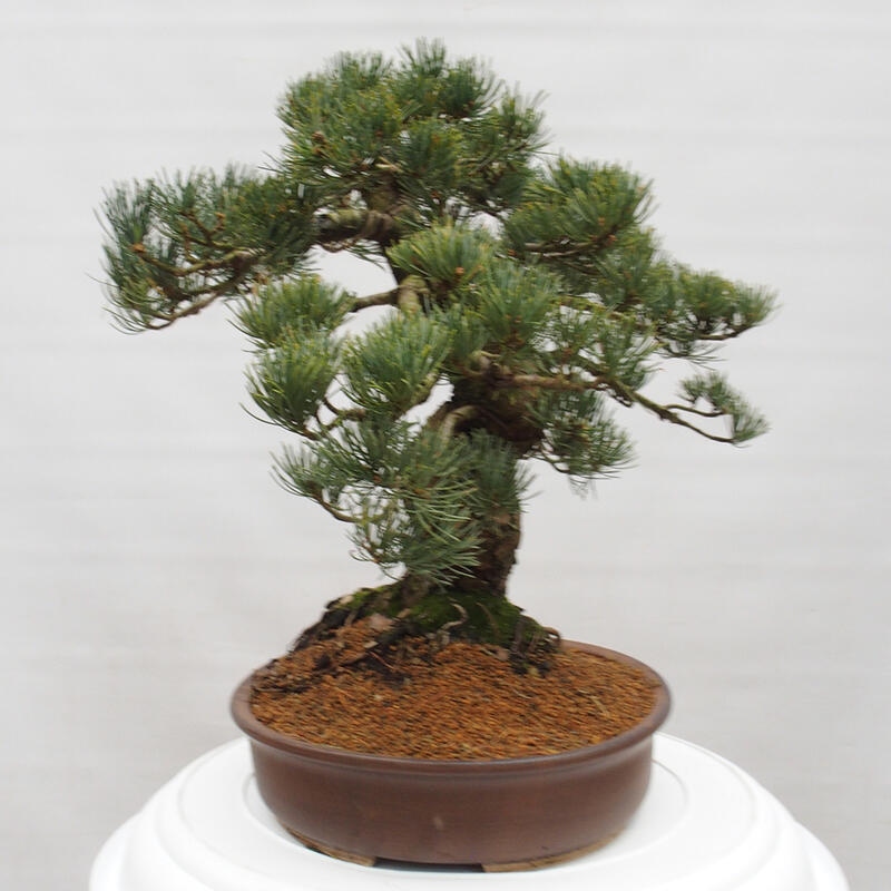 Bonsai voor buiten - Pinus parviflora - Pinus parviflora