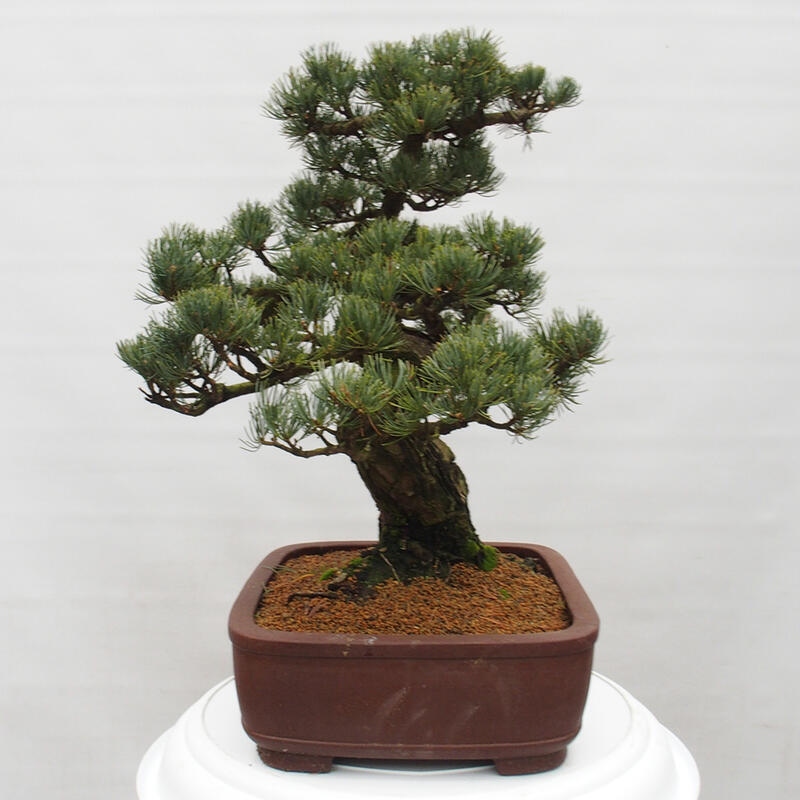 Bonsai voor buiten - Pinus parviflora - Pinus parviflora