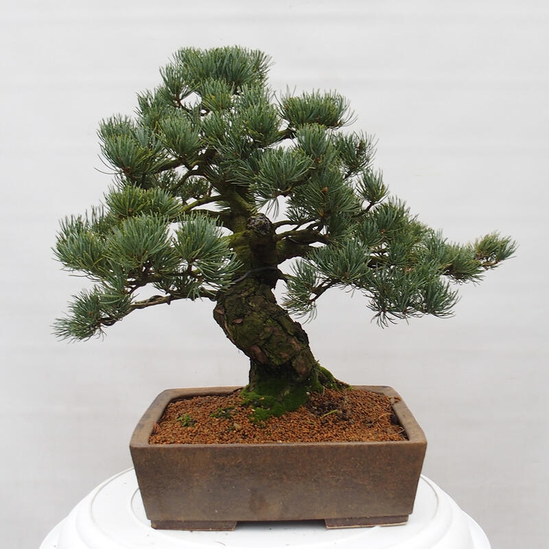 Bonsai voor buiten - Pinus parviflora - Pinus parviflora