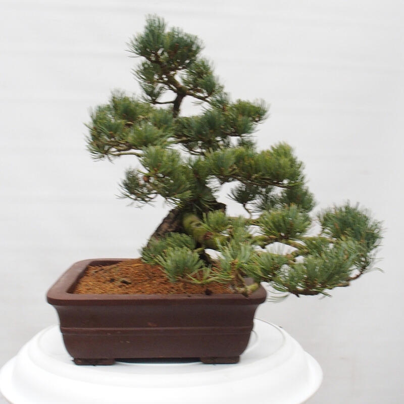 Bonsai voor buiten - Pinus parviflora - Pinus parviflora