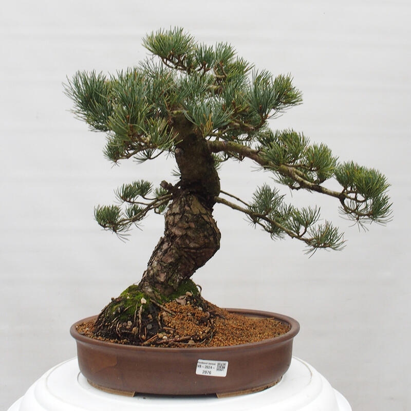 Bonsai voor buiten - Pinus parviflora - Pinus parviflora