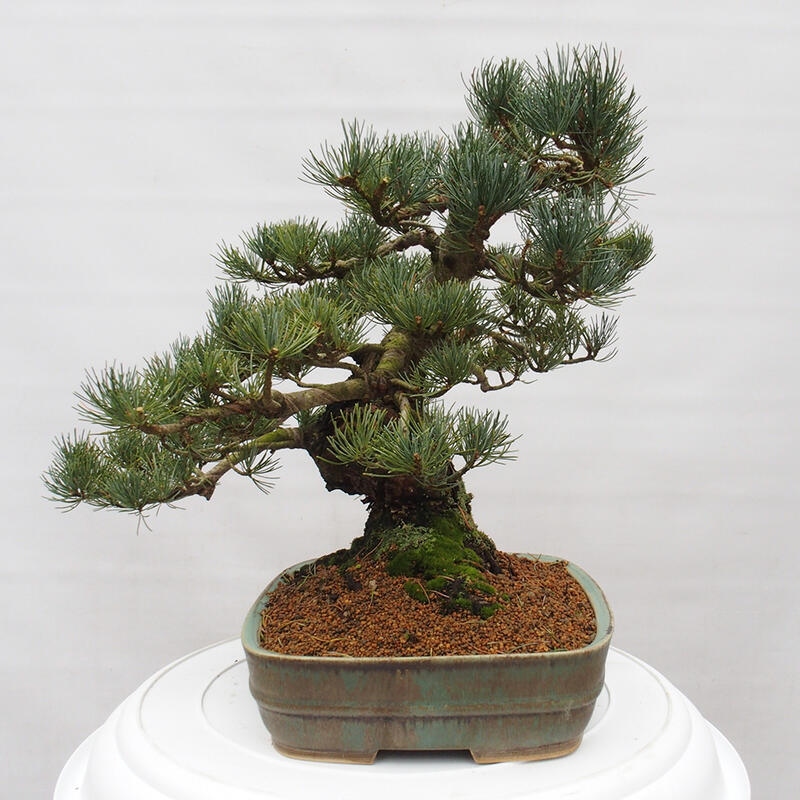 Bonsai voor buiten - Pinus parviflora - Pinus parviflora