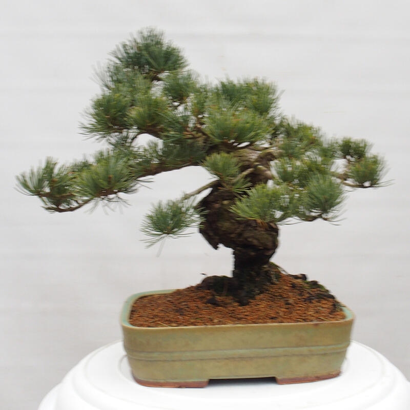 Bonsai voor buiten - Pinus parviflora - Pinus parviflora