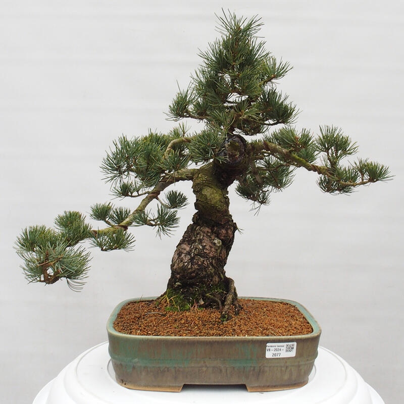 Bonsai voor buiten - Pinus parviflora - Pinus parviflora