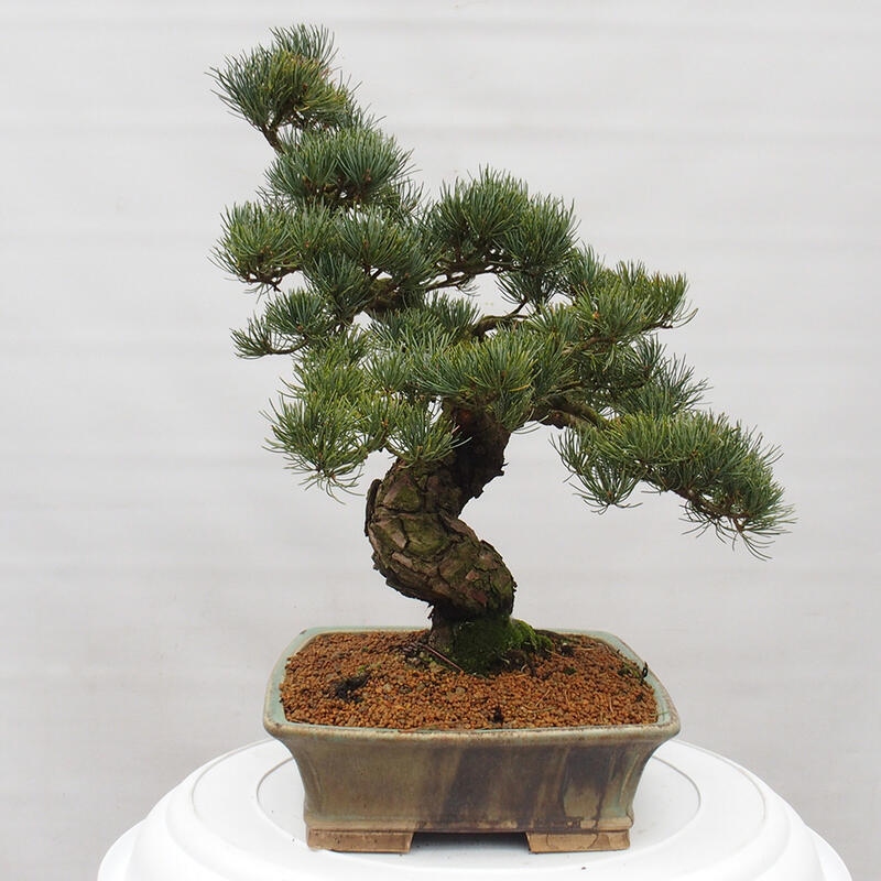 Bonsai voor buiten - Pinus parviflora - Pinus parviflora