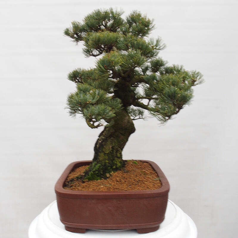 Bonsai voor buiten - Pinus parviflora - Pinus parviflora
