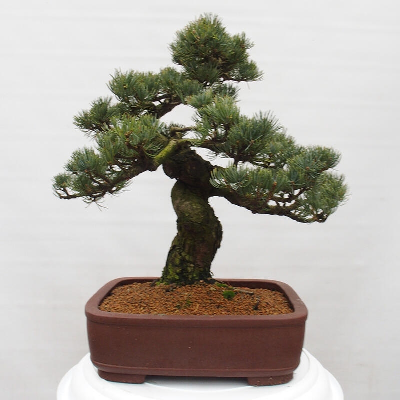 Bonsai voor buiten - Pinus parviflora - Pinus parviflora