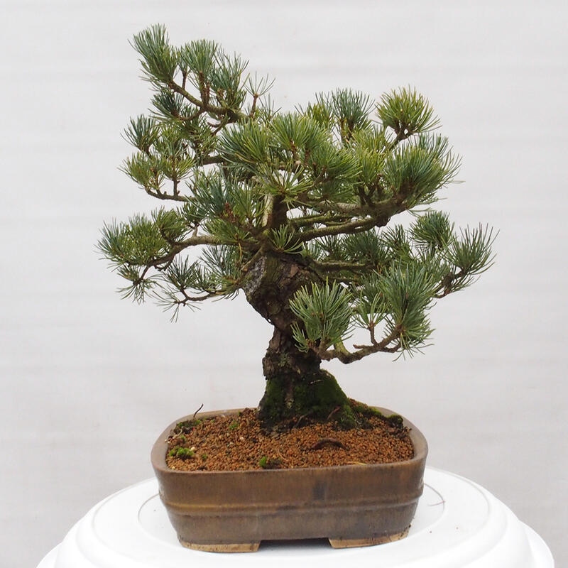 Bonsai voor buiten - Pinus parviflora - Pinus parviflora